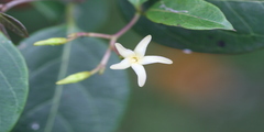 Cryptolepis grandiflora